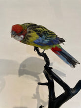 Load image into Gallery viewer, Mounted Eastern Rosella no.2 - Antoinette Ratcliffe
