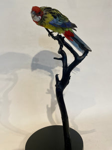Mounted Eastern Rosella no.2 - Antoinette Ratcliffe