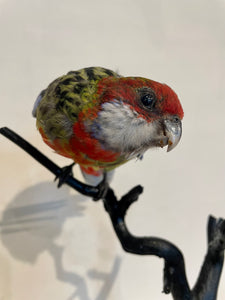 Mounted Eastern Rosella no.2 - Antoinette Ratcliffe