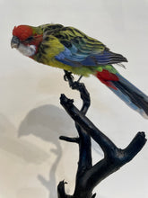 Load image into Gallery viewer, Mounted Eastern Rosella no.2 - Antoinette Ratcliffe
