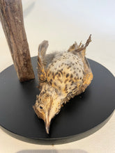 Load image into Gallery viewer, Song Trush who fell from it&#39;s Perch - Antoinette Ratcliffe
