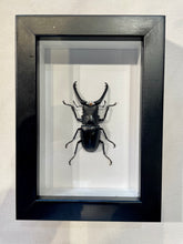 Load image into Gallery viewer, Giraffe Stag Beetle
