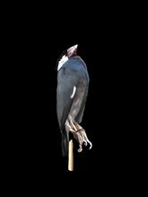 Load image into Gallery viewer, Java Sparrow Study Skin by Antoinette Ratcliffe
