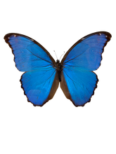 Load image into Gallery viewer, Giant Blue Morpho Butterfly
