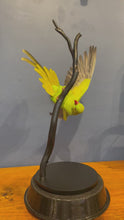 Load and play video in Gallery viewer, Ringneck Parakeet-Acrobatic Pose - Antoinette Ratcliffe
