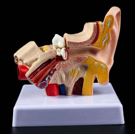 Ear Anatomy Model