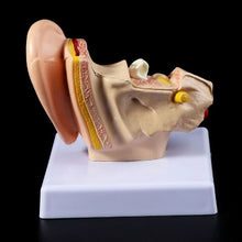 Load image into Gallery viewer, Ear Anatomy Model

