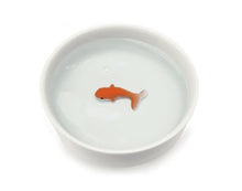 Load image into Gallery viewer, Gold Fish Pet Bowl