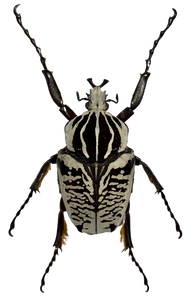 Goliath Scarab Beetle