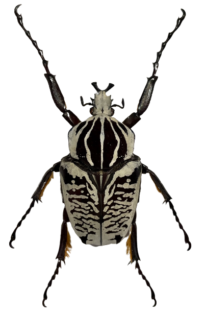 Goliath Scarab Beetle