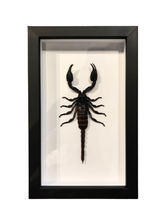 Load image into Gallery viewer, Laotian Forest Scorpion - Framed