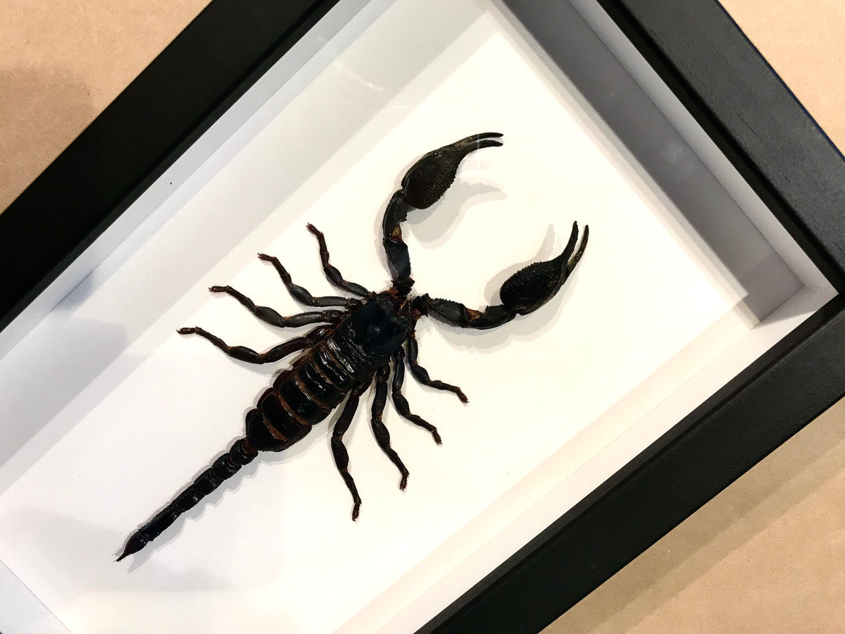 Real Striking Scorpion Heterometrus laoticus - Framed Taxidermy