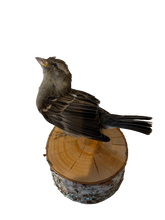 Load image into Gallery viewer, Female Sparrow
