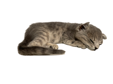 Load image into Gallery viewer, Sleeping Striped Kitten
