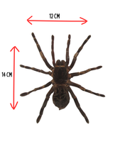 Load image into Gallery viewer, Brazilian Rusty Birdeater Tarantula
