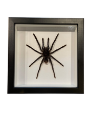 Load image into Gallery viewer, Goliath Tarantula
