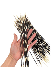 Load image into Gallery viewer, African Porcupine Quills-Large

