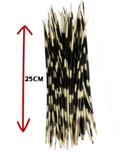 Load image into Gallery viewer, African Porcupine Quills-Large
