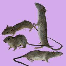 Load image into Gallery viewer, RATS-Taxidermy
