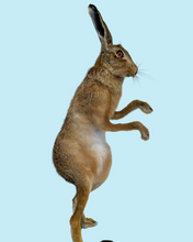 Load image into Gallery viewer, Standing Hare
