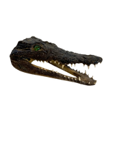 Load image into Gallery viewer, Juvenile African Crocodile Heads
