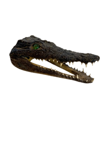 Juvenile African Crocodile Heads