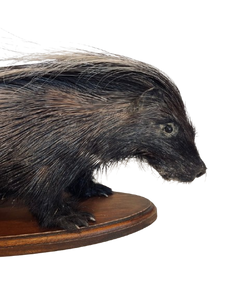 African Porcupine-Full Mount