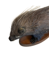 Load image into Gallery viewer, African Porcupine-Full Mount
