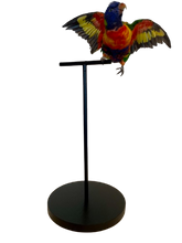 Load image into Gallery viewer, Rainbow Lorikeet Taxidermy by Antoinette Ratcliffe
