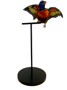 Rainbow Lorikeet Taxidermy by Antoinette Ratcliffe