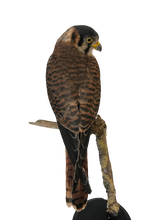 Load image into Gallery viewer, PAIR of American Kestrels (Male &amp; Female)
