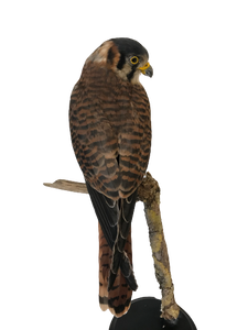 PAIR of American Kestrels (Male & Female)