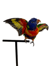 Load image into Gallery viewer, Rainbow Lorikeet Taxidermy by Antoinette Ratcliffe
