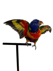 Rainbow Lorikeet Taxidermy by Antoinette Ratcliffe