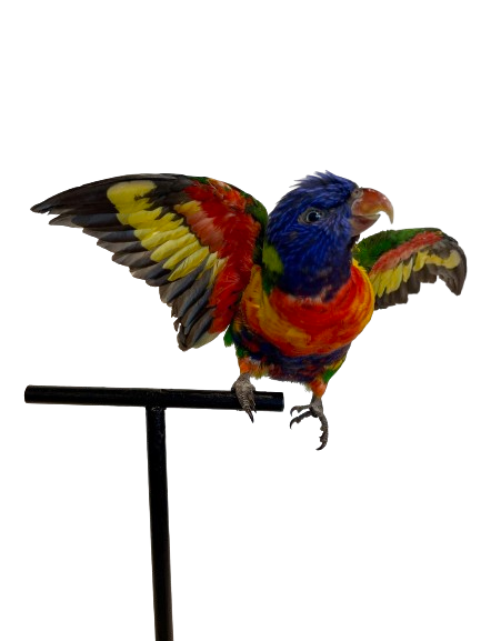 Rainbow Lorikeet Taxidermy by Antoinette Ratcliffe