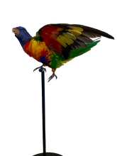 Load image into Gallery viewer, Rainbow Lorikeet Taxidermy by Antoinette Ratcliffe
