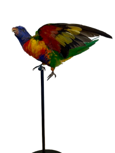 Rainbow Lorikeet Taxidermy by Antoinette Ratcliffe