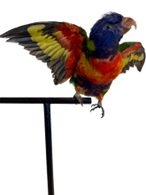 Load image into Gallery viewer, Rainbow Lorikeet Taxidermy by Antoinette Ratcliffe
