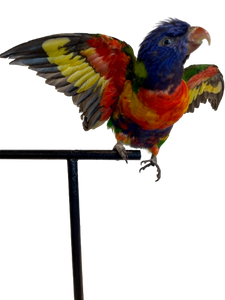 Rainbow Lorikeet Taxidermy by Antoinette Ratcliffe