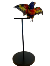 Load image into Gallery viewer, Rainbow Lorikeet Taxidermy by Antoinette Ratcliffe
