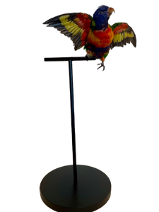 Rainbow Lorikeet Taxidermy by Antoinette Ratcliffe