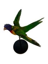 Load image into Gallery viewer, Rainbow Lorikeet Taxidermy by Antoinette Ratcliffe
