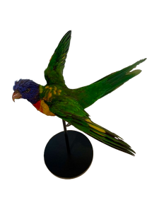 Rainbow Lorikeet Taxidermy by Antoinette Ratcliffe