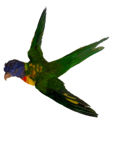 Load image into Gallery viewer, Rainbow Lorikeet Taxidermy by Antoinette Ratcliffe
