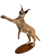 Load image into Gallery viewer, Standing Caracal-Full Body Mount Taxidermy
