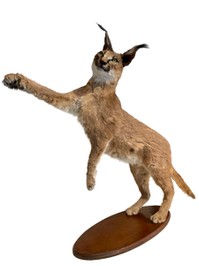 Standing Caracal-Full Body Mount Taxidermy