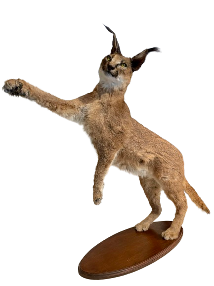 Standing Caracal-Full Body Mount Taxidermy