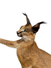 Load image into Gallery viewer, Standing Caracal-Full Body Mount Taxidermy
