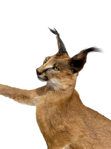 Standing Caracal-Full Body Mount Taxidermy