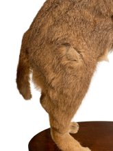 Load image into Gallery viewer, Standing Caracal-Full Body Mount Taxidermy
